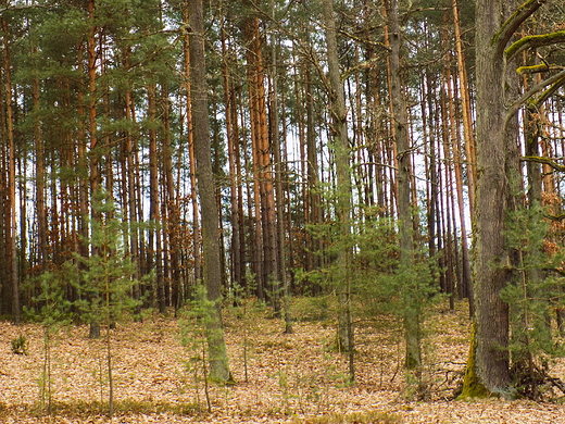 Puszcza Kozienicka