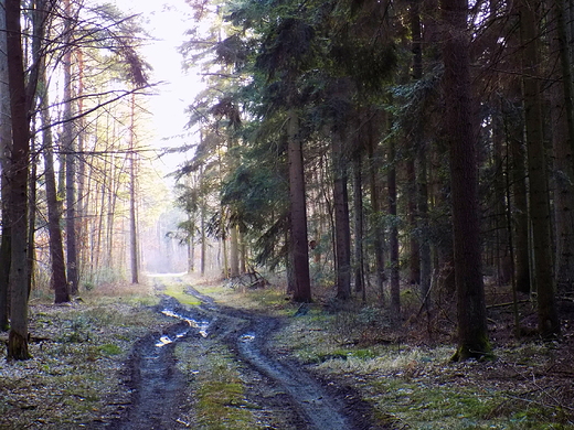 Puszcza Kozienicka