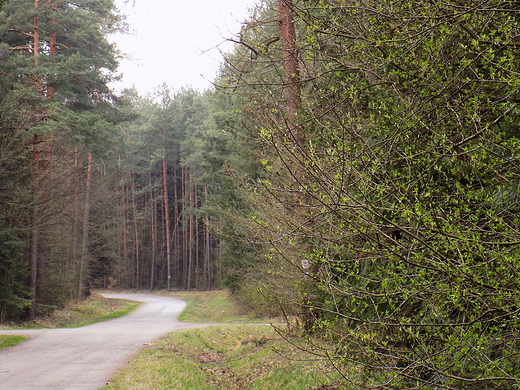 Puszcza Kozienicka