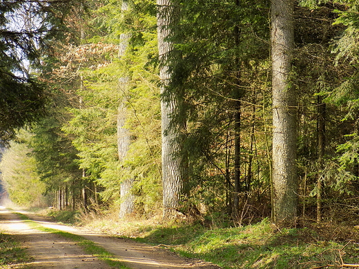 Puszcza Kozienicka