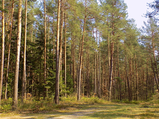 Puszcza Kozienicka