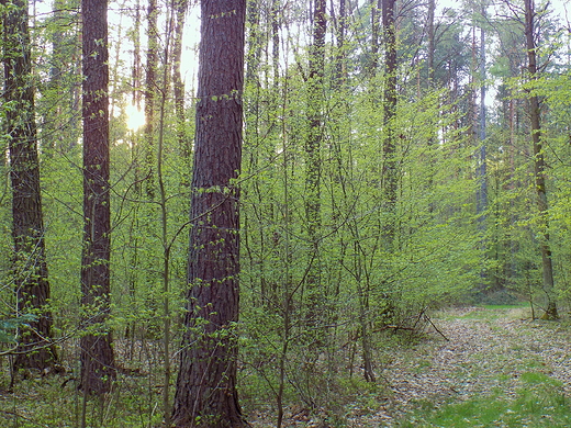 Puszcza Kozienicka