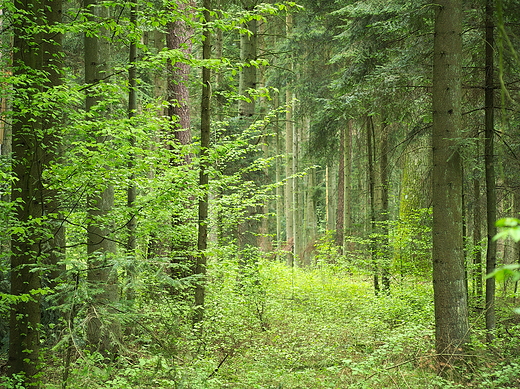 Puszcza Kozienicka