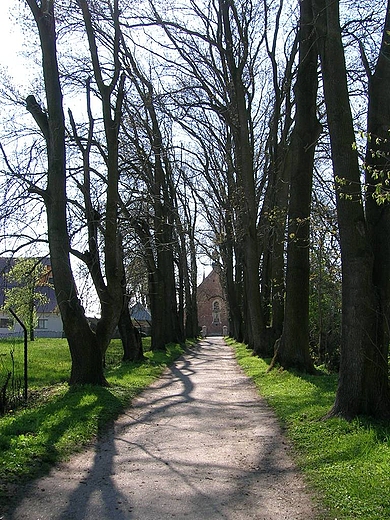 Raciborowice.Zabytkowa aleja.