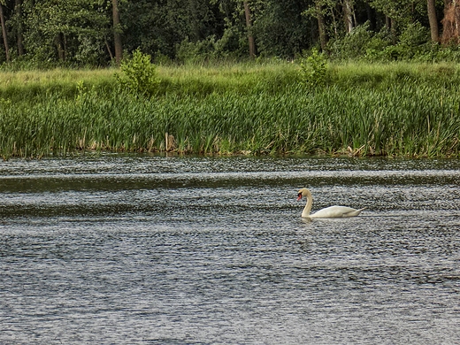 Puszcza Kozienicka