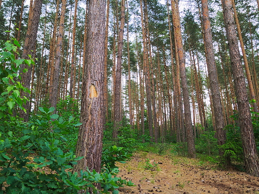 Puszcza Kozienicka