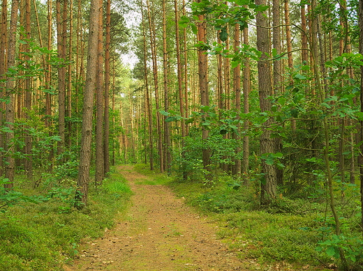 Puszcza Kozienicka