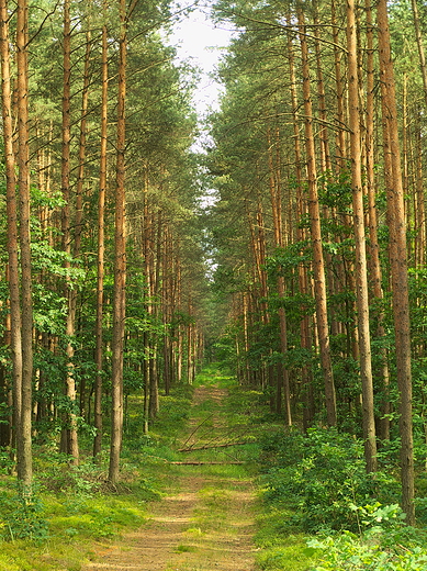 Puszcza Kozienicka