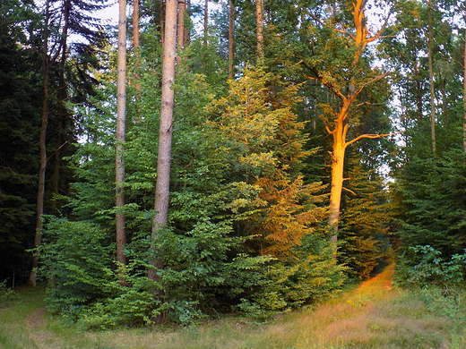 Puszcza Kozienicka