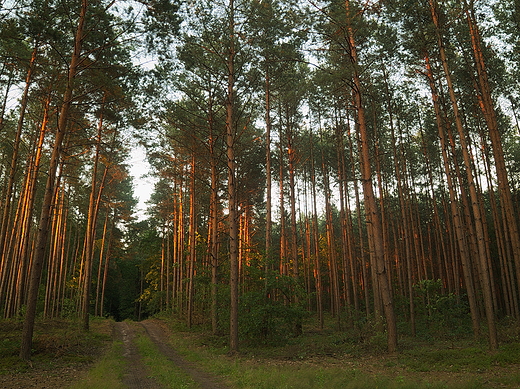 Puszcza Kozienicka