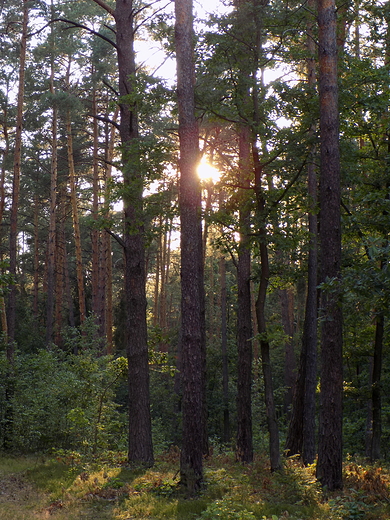 Puszcza Kozienicka