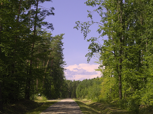 Puszcza Kozienicka