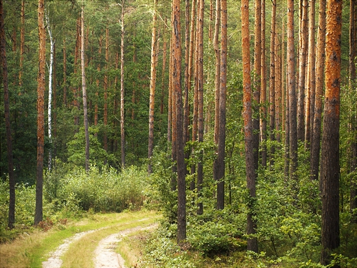 Puszcza Kozienicka