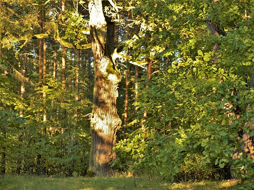 Puszcza Kozienicka