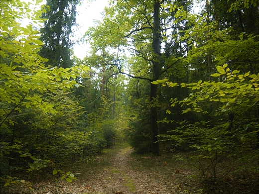 Dbrowa nad Zagodzonk, 2018r