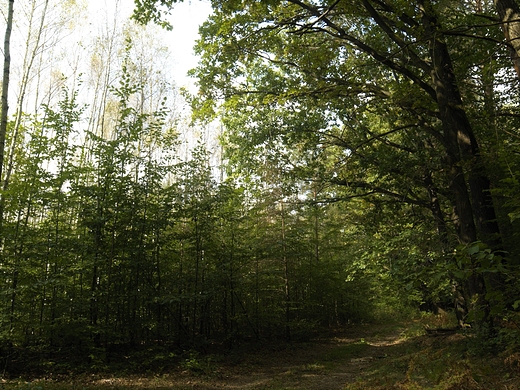 Dbrowa Nad Zagodonk, 2018r