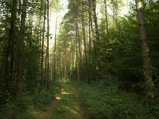 cieka Dbrowa nad Zagodonk