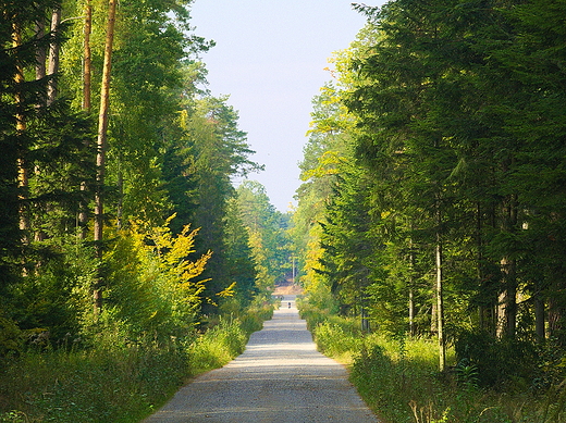 Puszcza Kozienicka