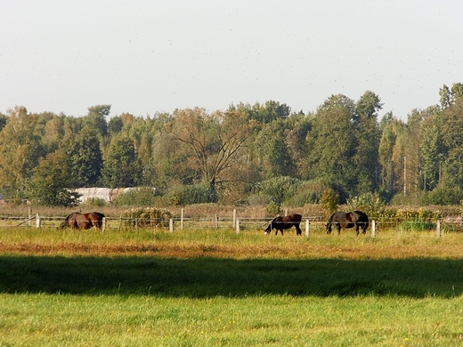 Padziernikowe ki