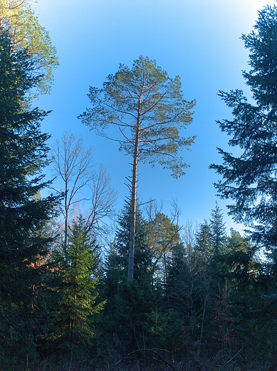 Puszcza Kozienicka