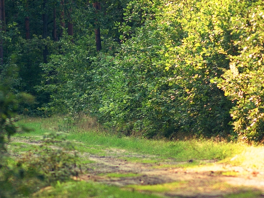 Puszcza Kozienicka