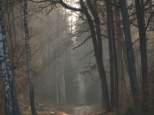 Puszcza Kozienicka