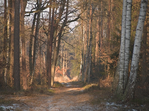 Puszcza Kozienicka