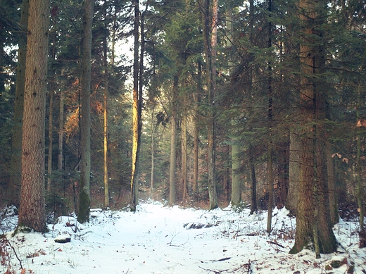 Puszcza Kozienicka