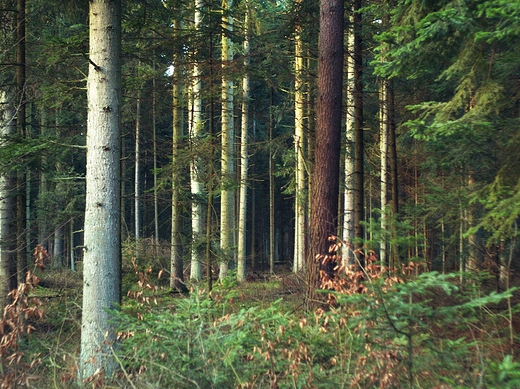 Puszcza Kozienicka