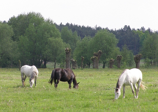 Konie na wiosennym wypasie.