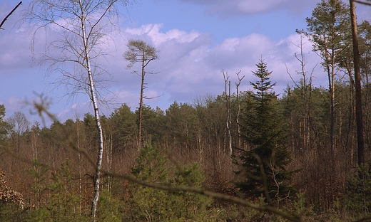 Puszcza Kozienicka