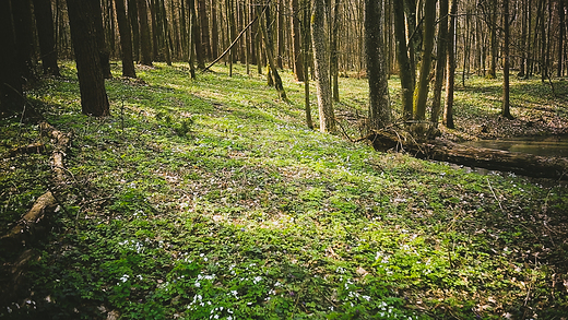 Puszcza Kozienicka