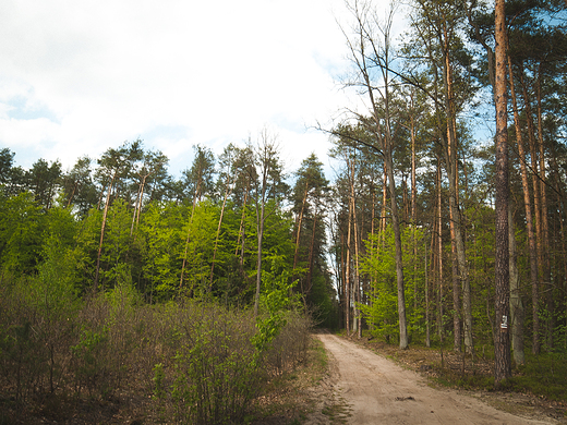 Puszcza Kozienicka