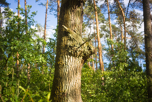 Puszcza Kozienicka