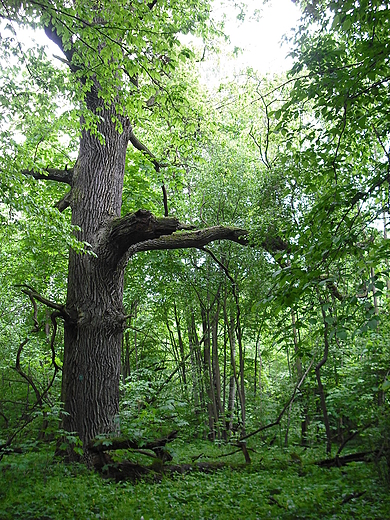 Park Natoliski w Warszawie.