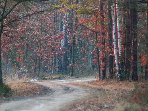 Puszcza Kozienicka