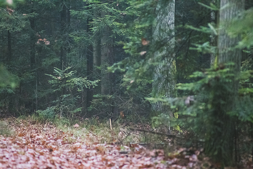 Puszcza Kozienicka