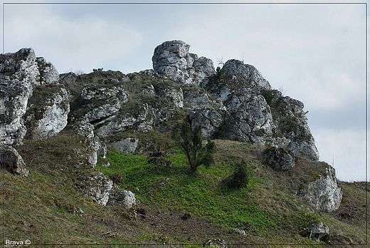 Skaki olkuskie