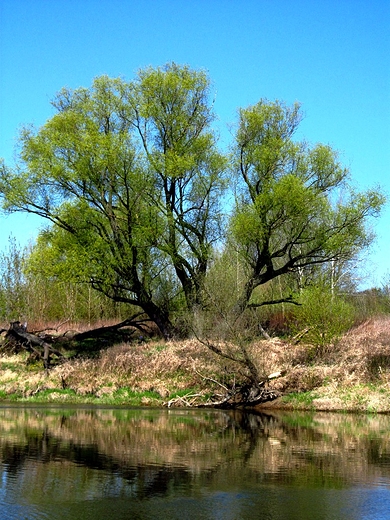 Przybrzena przyroda