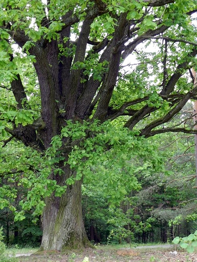 Pomnikowe drzewo w pobliu kaplicy w Nalepach