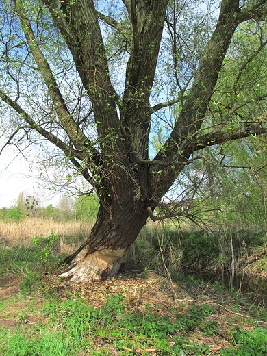 Dzieo silnych zbw