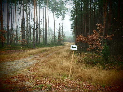 Puszcza Kozienicka