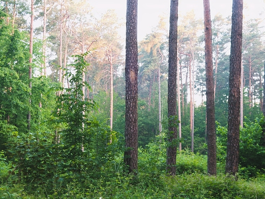 Puszcza Kozienicka