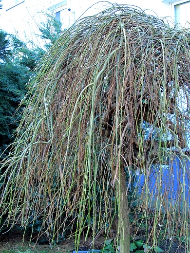 S ju mae kotki