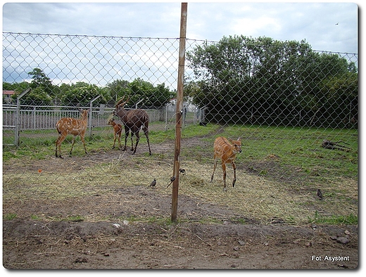 Zoo Safari wierkocin