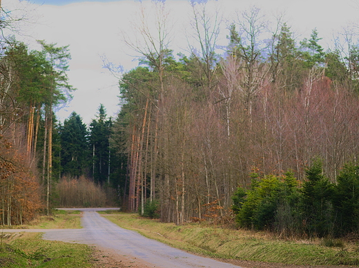 Puszcza Kozienicka