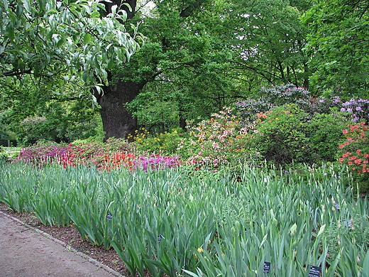 Ogrd Botaniczny w Warszawie