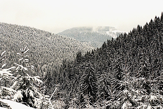 W drodze z Przegibka do Rycerki Grnej. Beskid ywiecki