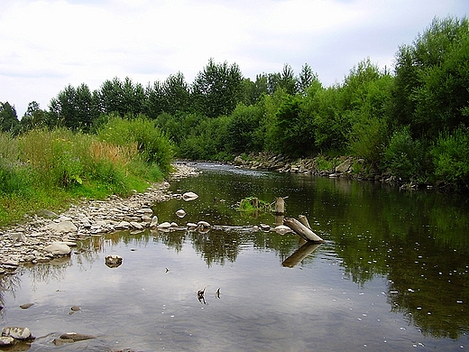 Rzeka Koszarawa w Jeleni