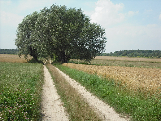 Szczypiorno. Droga.